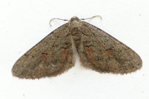Agriopis bajaria